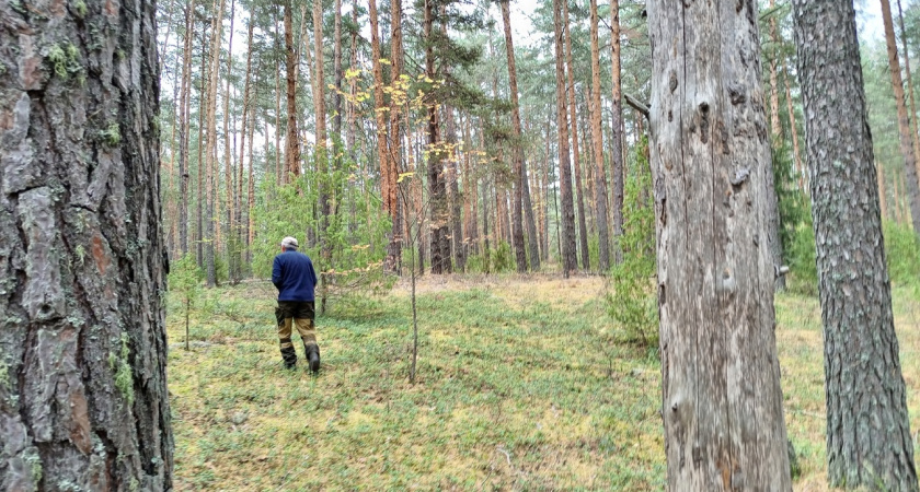 До пяти лет лишения свободы: в Костроме полицейские вышли на браконьера по гильзам