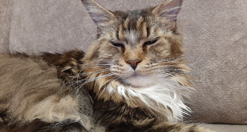 Не травите этим кошек: в Роскачестве назвали худшие марки корма для питомцев