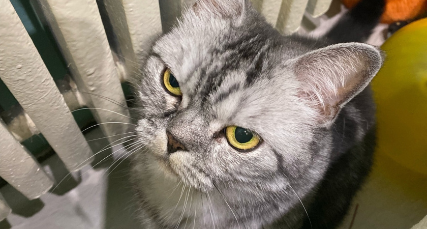 Пушистые прорицатели: запомните сигналы, которые подают кошки перед приходом большой беды в дом