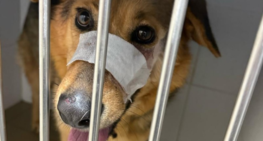 В Костромской области неизвестные расстреляли собак в вольере