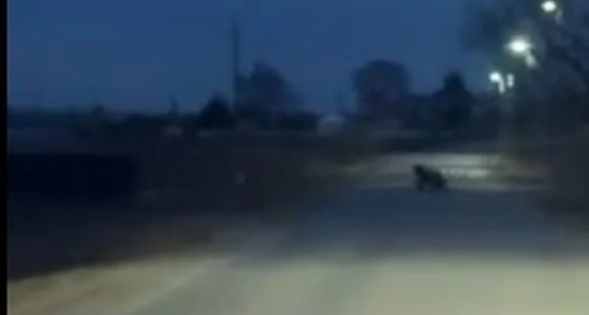 Под Костромой медведи вышли из леса к людям