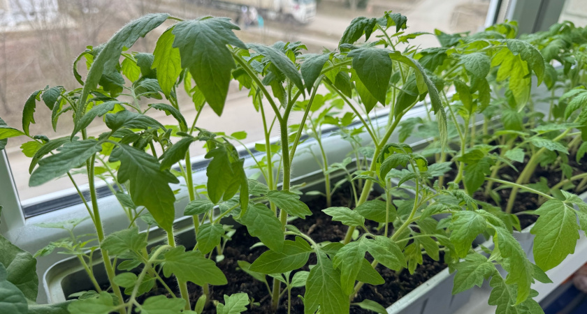 Навоз больше не покупаю: перед посадкой, начиная с 1 мая, раскидываю этот порошок - томаты лезут гроздьями