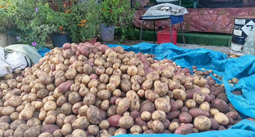 Россиян лишат "второго хлеба": за посадку картошки на огороде будут строго штрафовать