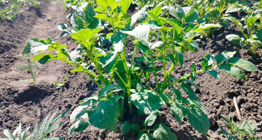 Россиян лишат "второго хлеба": за посадку картошки на своей же даче будут нещадно штрафовать