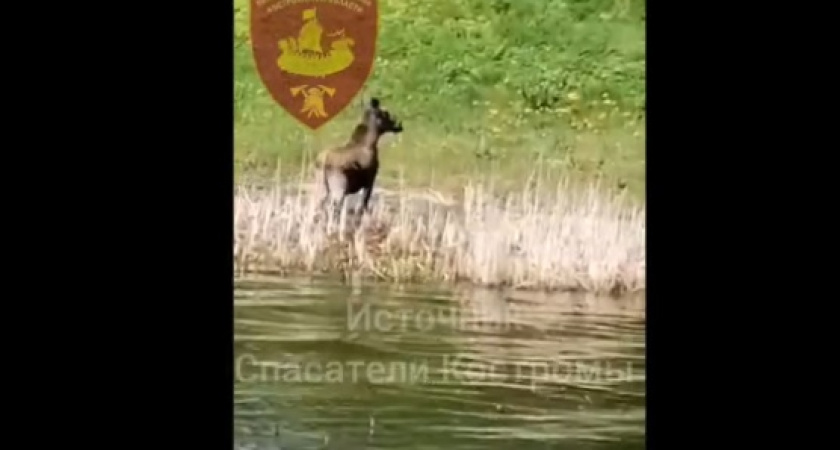 Костромские спасатели помогли лосю, переплывающему Волгу