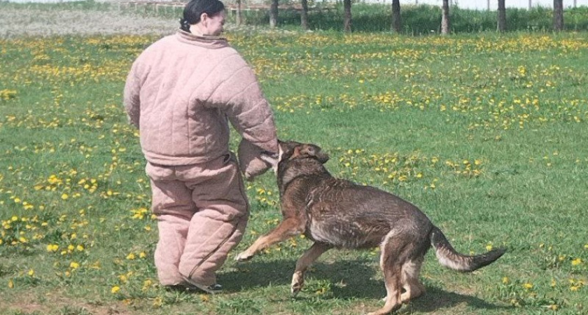 Прокуратура в Костроме проверит жалобы жителей на агрессивных собак, из-за которых они боятся выйти на улицу