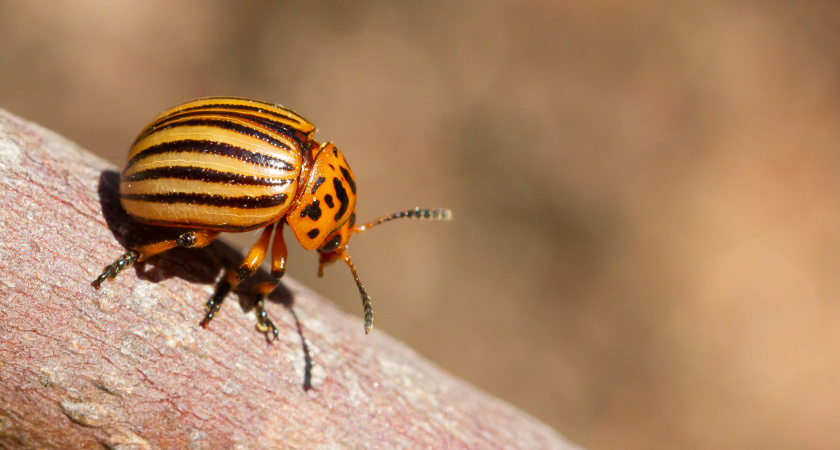 Жаль, что раньше не знал, как легко справиться с колорадскими жуками на картошке: старый дедушкин метод, вредители со свистом сбегают с участка