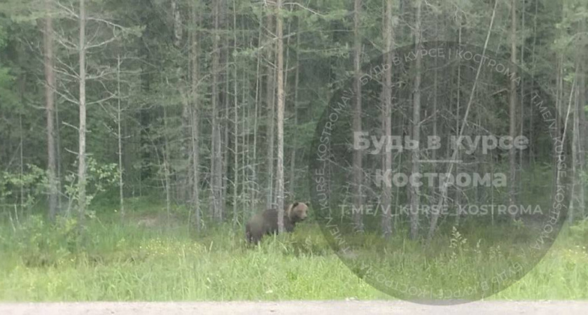 Рискованная встреча: в Костромской области мужчина снял на видео медведя