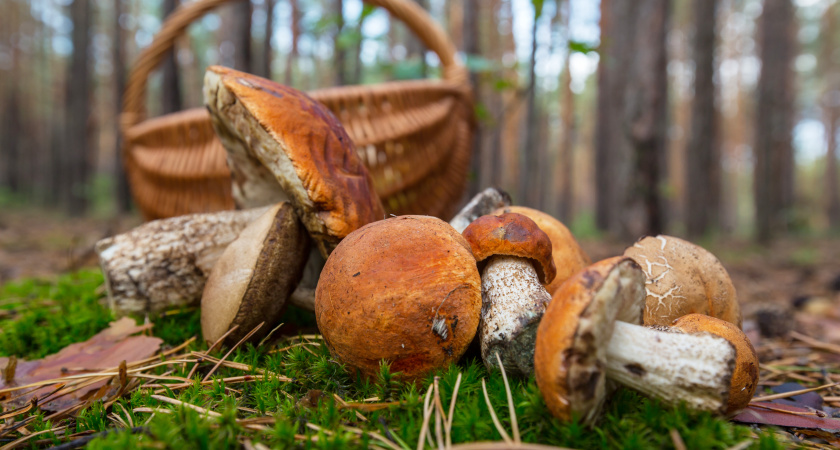 Страшный гриб, из-за которого отказываются собирать целые поляны: под какие виды маскируется и как отличить