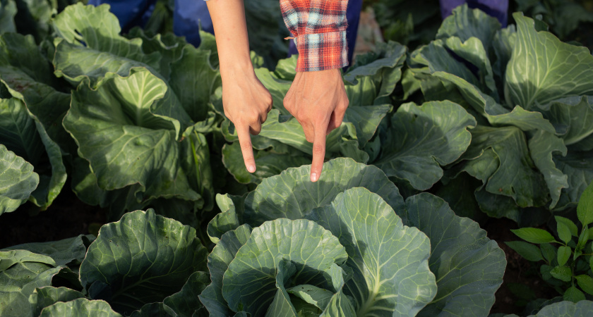 Капусту больше не тронут вредители: всего 1 таблетка и больше никаких слизней, блошки и капустницы