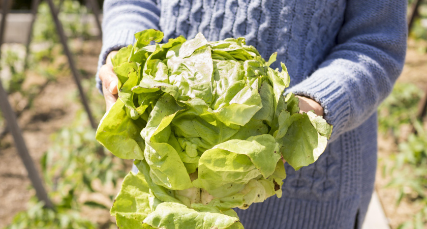 Почему китайцы поливают капусту водой с солью? Попробовала их метод - кочаны выросли в 2 раза крупнее
