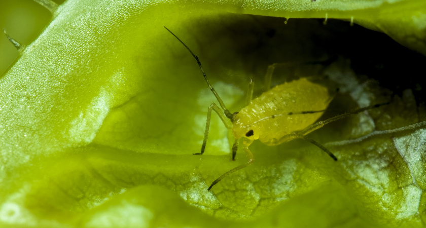 «Не надо страдать! 10 капель на литр воды и о тле можно забыть навсегда»: самые эффективные способы борьбы с этой заразой