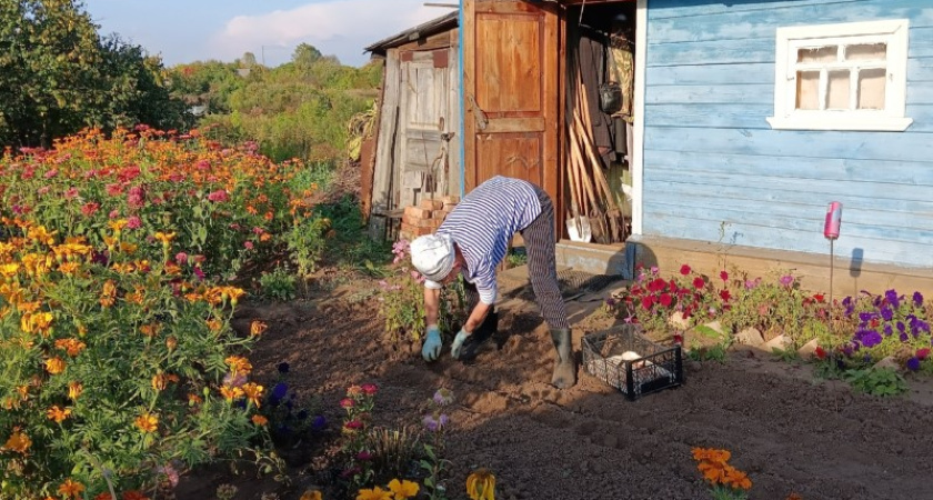 Полицейские проверят огороды костромичей на наличие мака