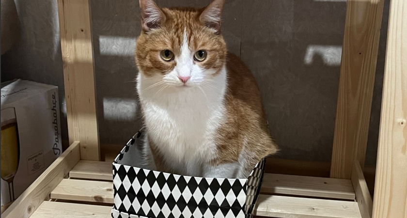 Прямой взгляд или медленное моргание: что кошка хочет вам сказать этим — 7 сигналов хозяевам на заметку