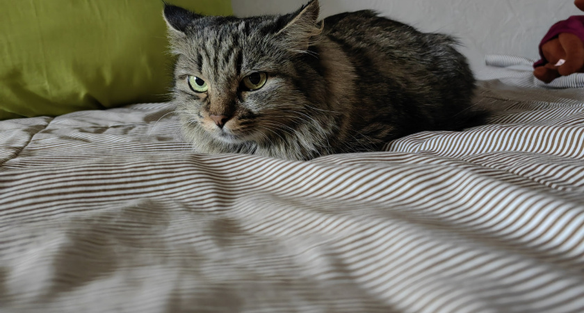 Кошачий этикет сделает свое дело: 5 приемов, которые приручат даже "злючку"