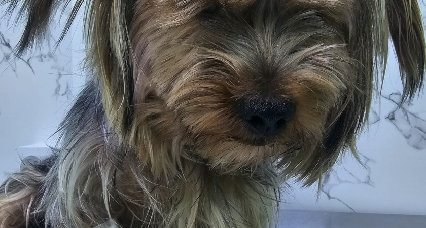 В Костроме йоркширский терьер успешно перенес операцию по смене пола