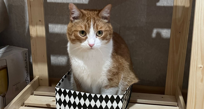 Считаем возраст кошки правильно — простая формула: ваш питомец совсем не тот, за кого себя выдает