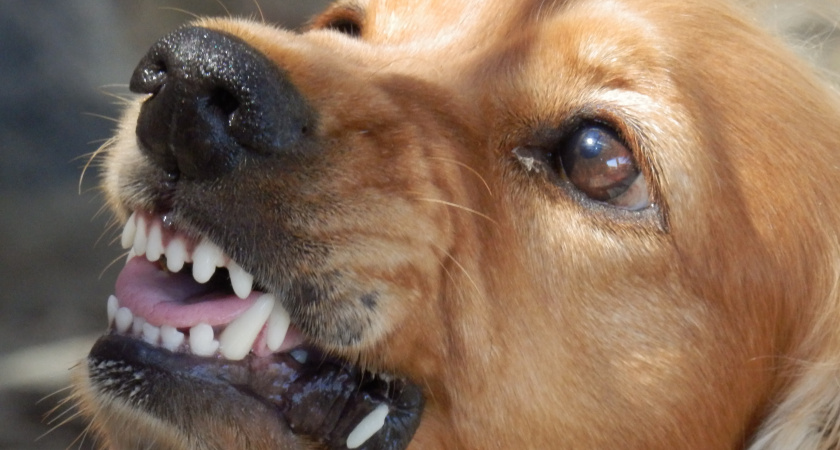 Отбился от стаи собак в два счета — сделал так: сработало при нападении своры