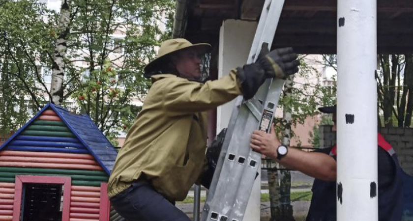 В Костроме спасатели убрали осиное гнездо с территории детского сада