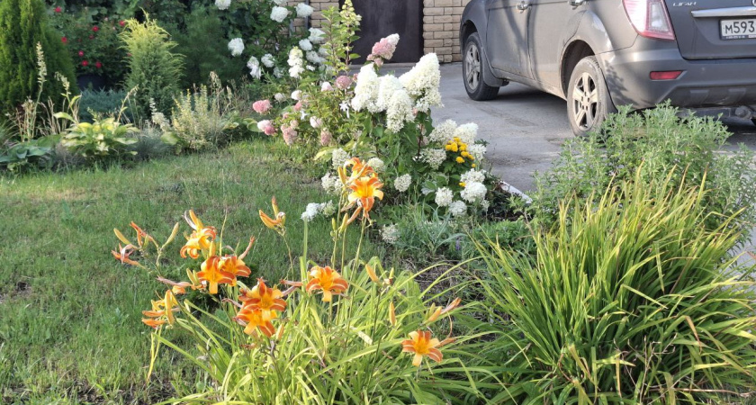 Даже в тени буйство цветов — морозостойкий многолетник для ленивых: соседи встанут вдоль забора
