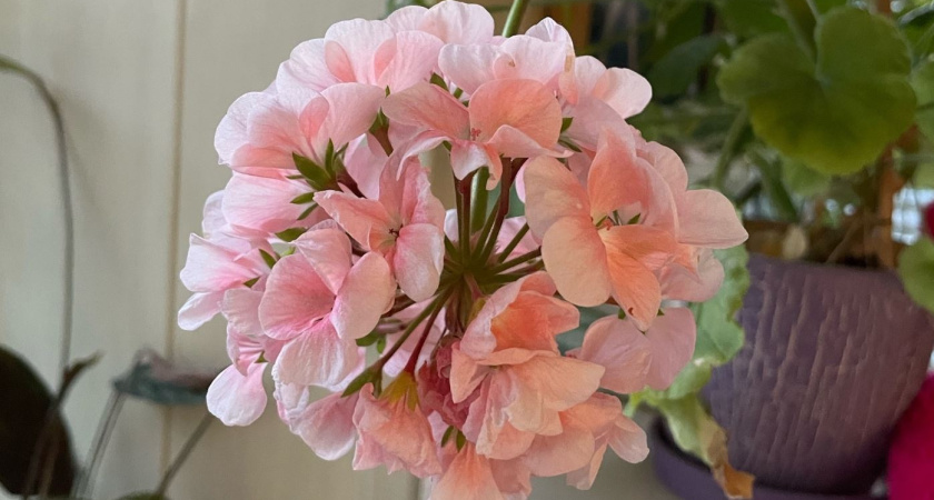 3 гр. на 1 л. воды — и герань не унять: цветет пышными шапками круглый год — цветоносы выпускает пачками