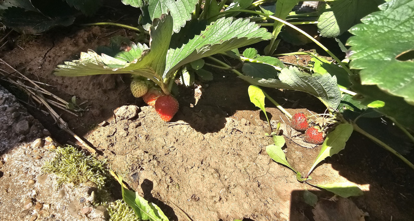2 стакана "ядреной" смеси на клубнику — и в следующем сезоне о вредителях забудете: "дедовский лайфхак"