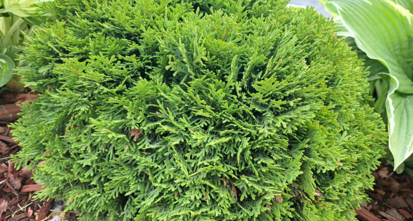 1 стакан на 10 л. воды — и туя пышнее дикобраза: хвоя пышная и зеленая