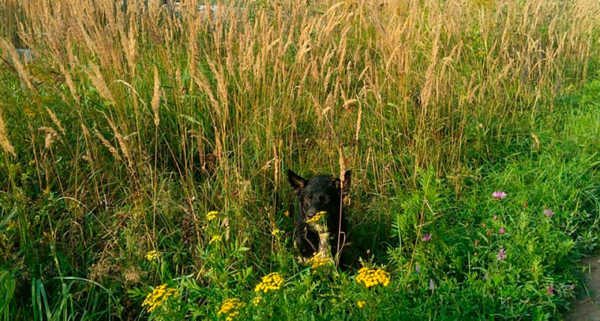 Костромские спасатели достали собаку из незакрытого колодца