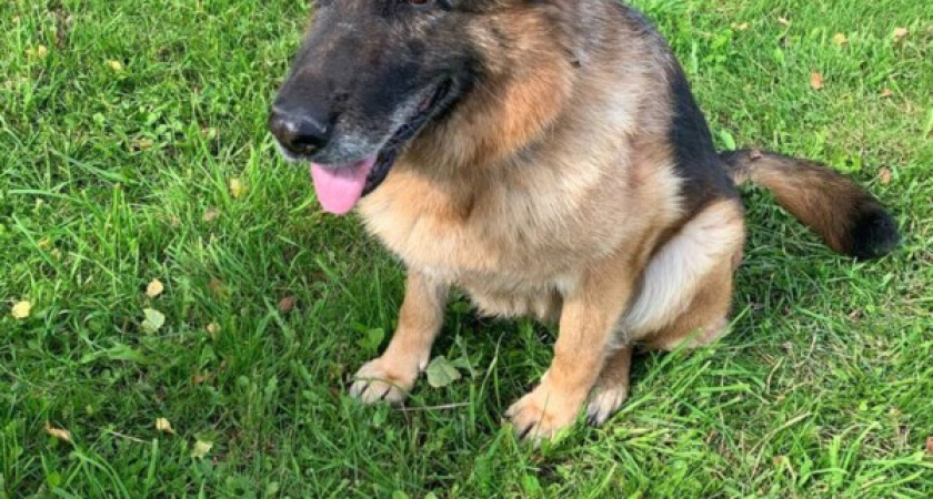 В Костроме отдадут служебную собаку Елону в любящую семью