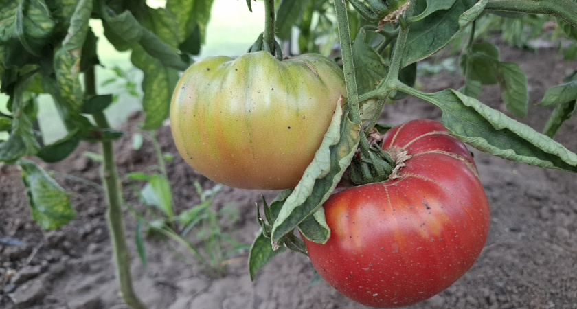 Кусты увешаны помидорами как уши серьгами: этот сорт томатов дает уйму урожая — плоды крупные и мясистые