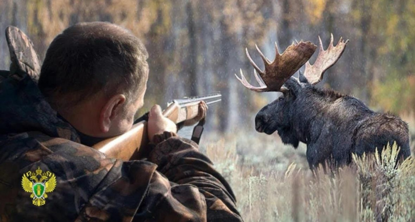 В Солигаличском районе возобновлено дело о незаконной охоте на лосей