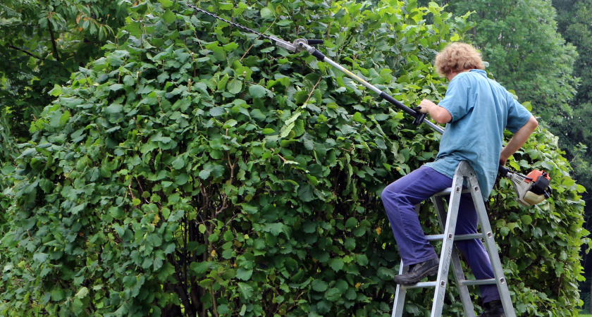 От забора отказался — вкопал 3000 прутиков: соседи сначала смеялись, через полгода обзавидовались