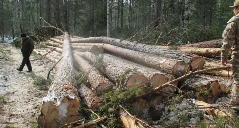 "Черный лесоруб" заплатил 400 тысяч за ущерб лесам в Костромской области