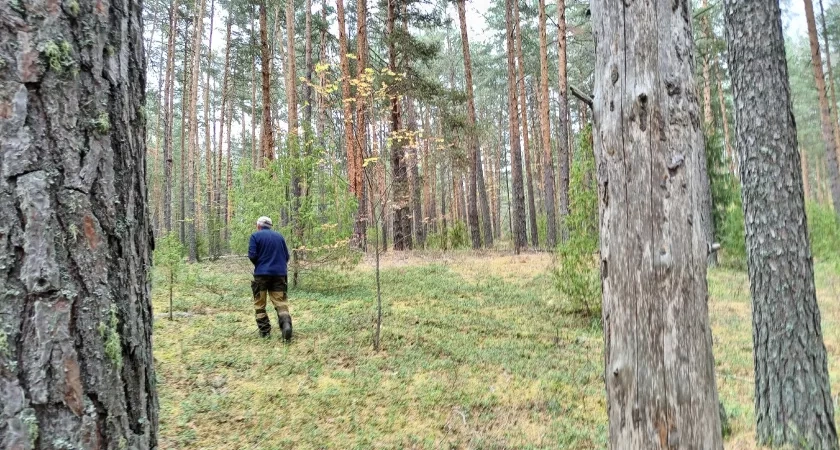 Из Костромской области отправлено 78 тысяч кубометров пиломатериалов за границу