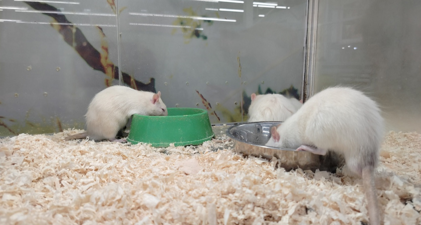 В Костроме начался месячник по борьбе с грызунами