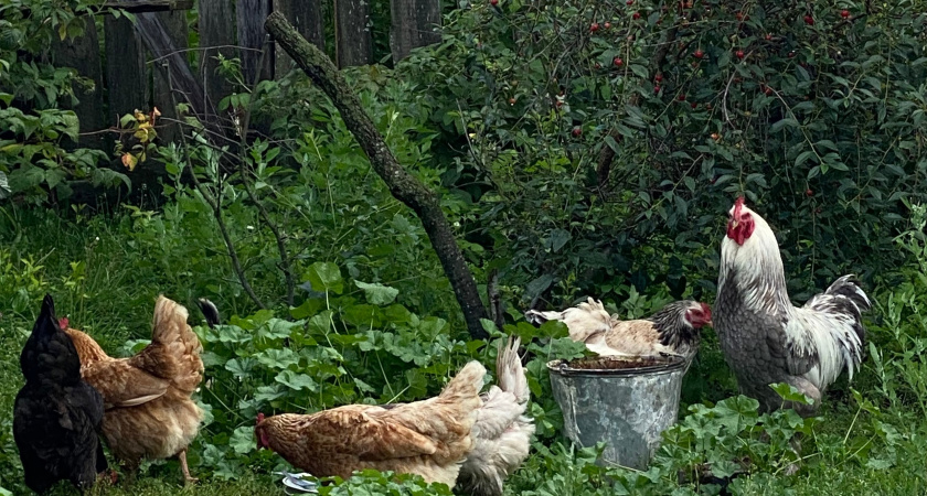 Пару пригоршней в миску - и куры несутся как угорелые: всю зиму собираем яйца ведрами