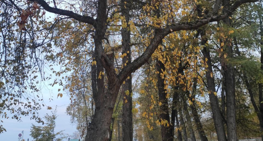 В Костроме горожане бьют тревогу из-за неправильной обрезки деревьев и состояния Шаговского пруда