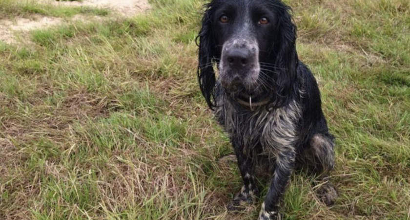 В Костроме с начала 2025 года выписали более 100 протоколов за нарушения правил выгула собак