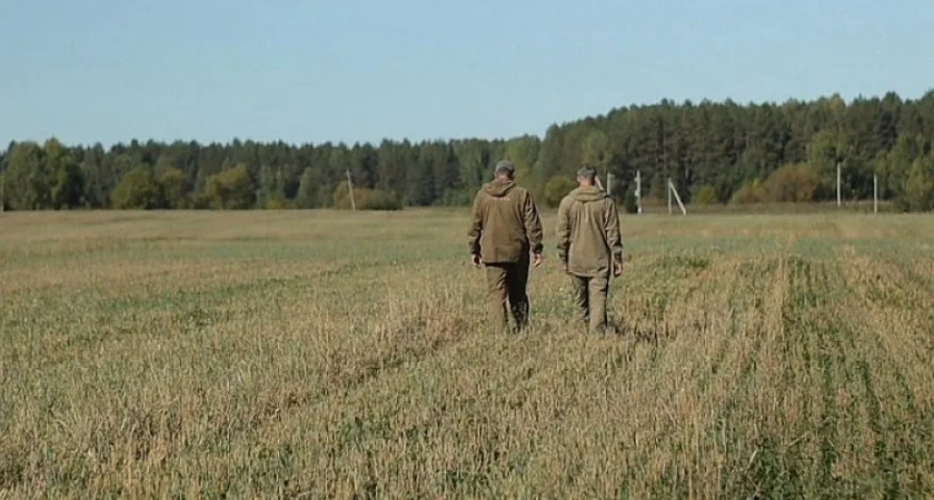 В Костроме расширили карантинную зону из-за ясеневой изумрудной златки