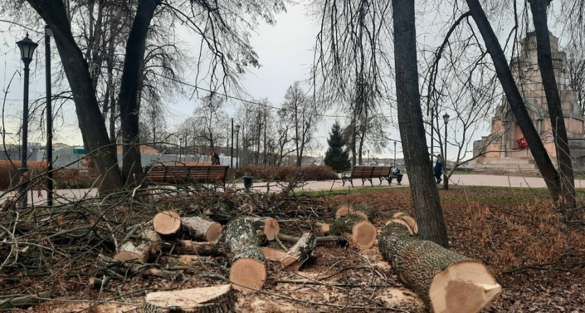 В костромском парке вырубают деревья из-за опасного вредителя