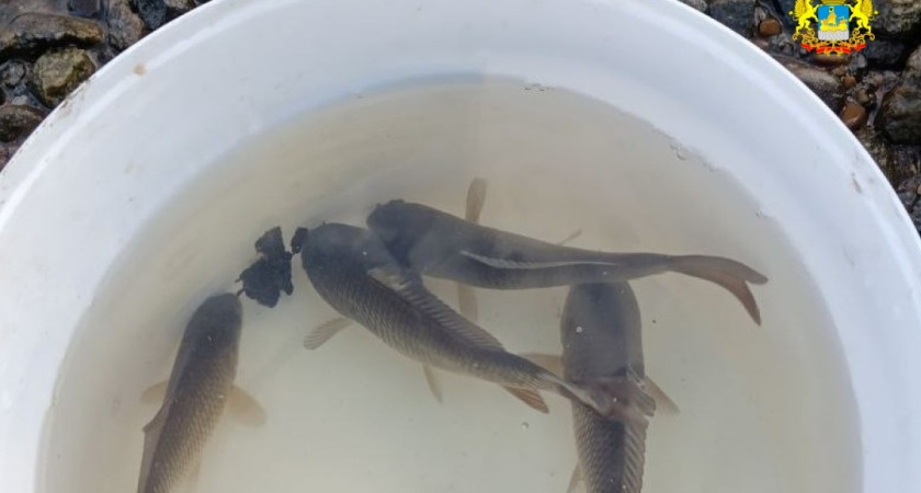 В Горьковское водохранилище Костромы выпустили 55 тысяч мальков сазана