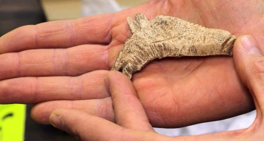 Археологи под Шарьей обнаружили тысячи артефактов и редкую костяную лошадь