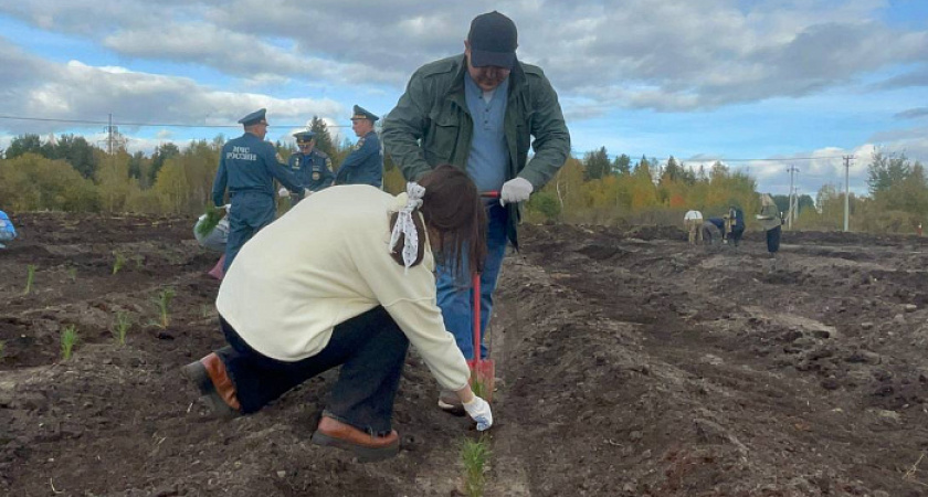Более 31 000 гектаров молодых сосен и елей высажено в Костромской области за год