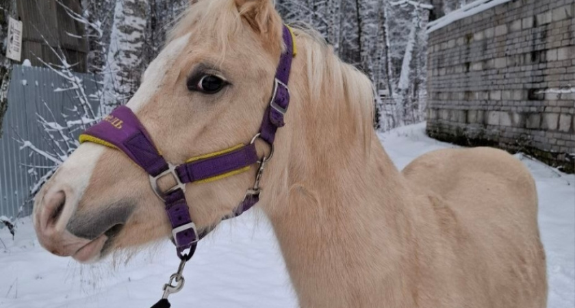 Спортивной школе в Костроме подарили пони уэльской породы