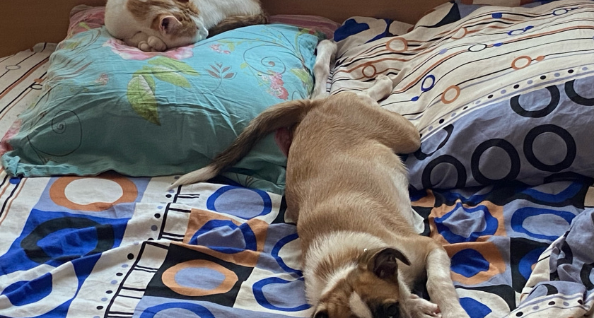 Не грызут мебель и не воняют псиной: три самые аккуратные породы собак - идеально подходят для квартиры