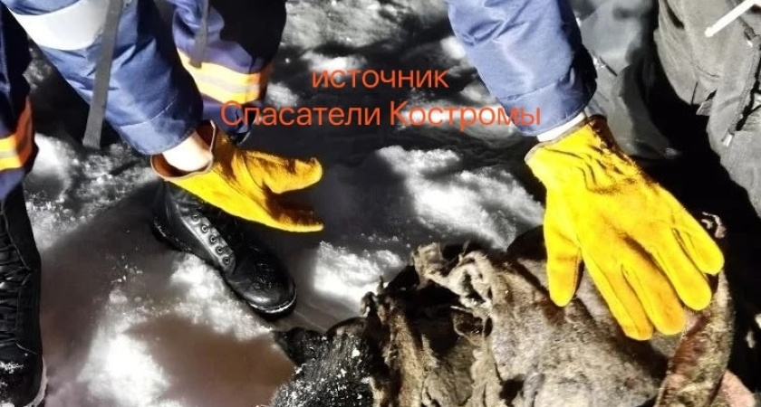 В Шарье спасатели приютили собаку, едва не утонувшую в ледяной реке