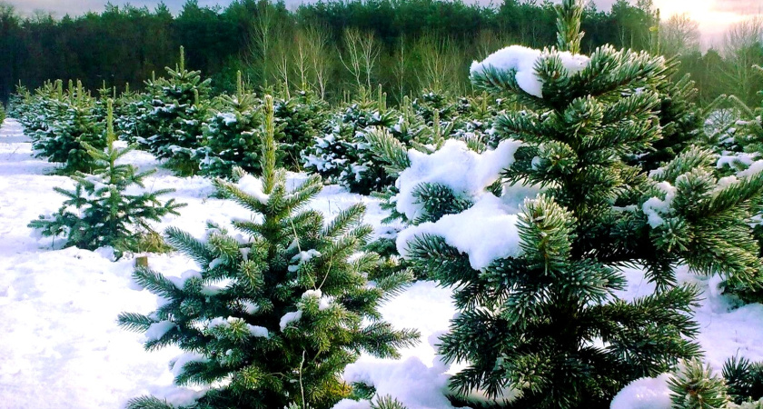 Лесопользователи Костромской области перечислили в бюджет более 2 млрд рублей