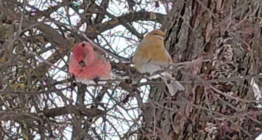 В Костроме заметили финских попугаев