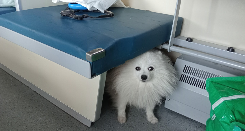 За что я только заплатила: запах, лай и испорченный отпуск - чем обернулась поездка в вагоне с животными