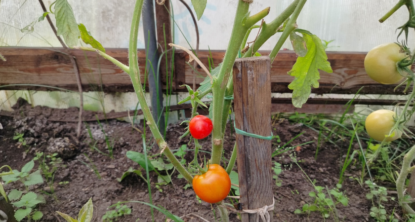 Высадил 12 популярных томатов в теплицу, из них 8 провалились - кто попал в черный список